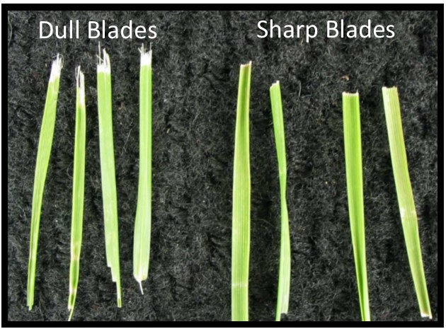 healthy grass and dull blade grass